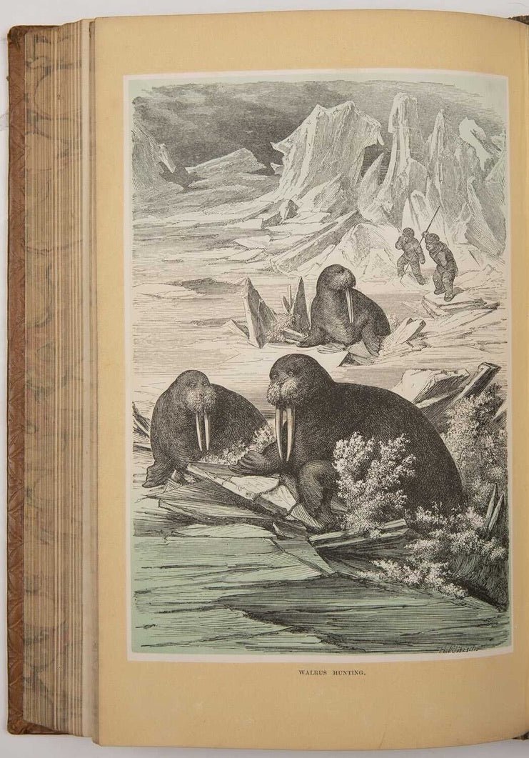 The Polar World - Hartwig, 1874 - Room Four