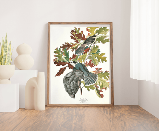 Vintage 1964 Lithograph Print - Canada Jay - Room Four