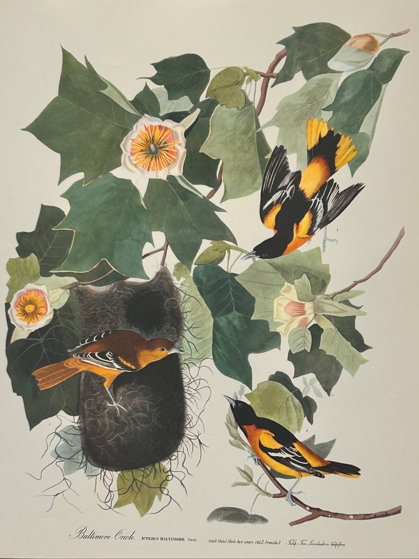 Vintage 1964 Lithographic Bird Print - Baltimore Criole - Room Four