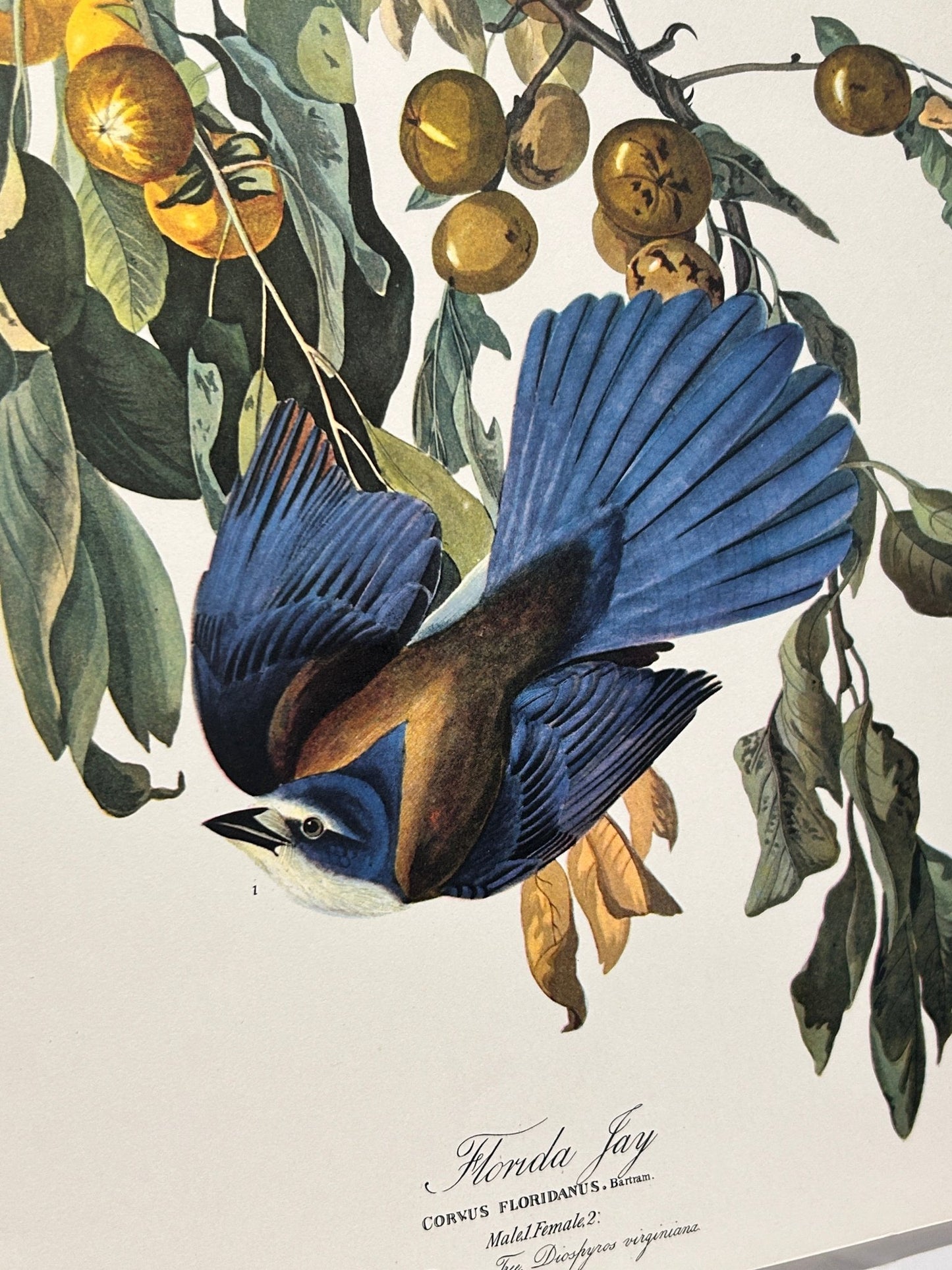 Vintage 1964 Lithographic Bird Print - Florida Jay - Room Four