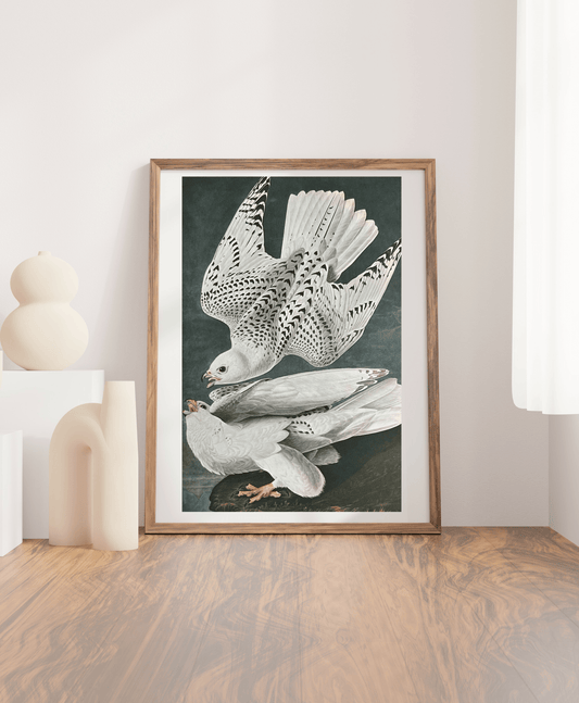 Vintage 1964 Lithographic Print - Iceland Falcon - Room Four