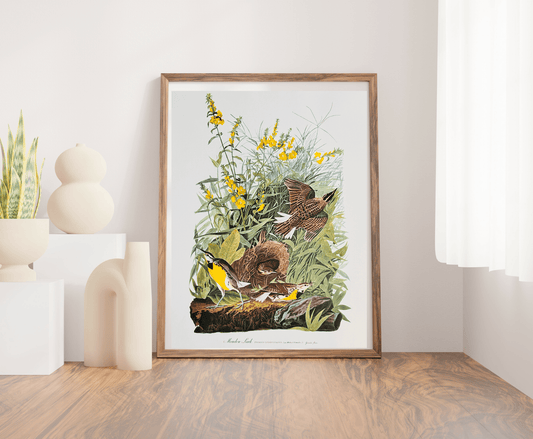 Vintage 1964 lithographic print of  Meadow Lark by Audubon featuring a detailed illustration in natural colors. Birds of America.