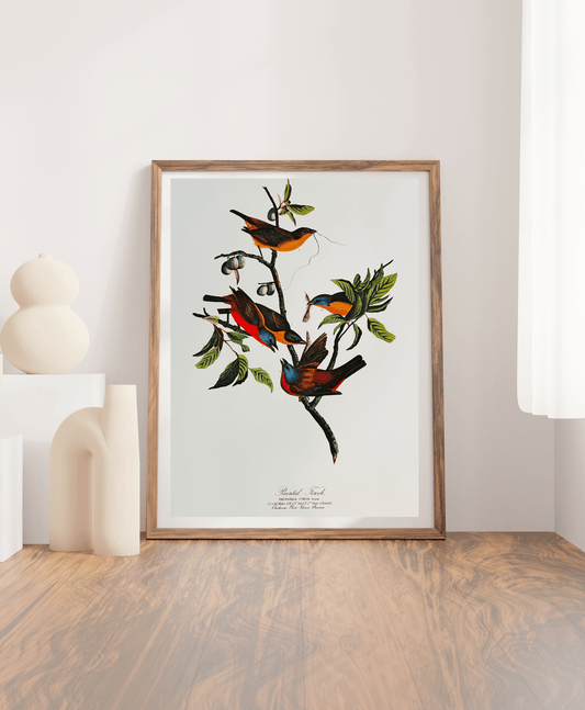Vintage 1964 lithographic print of  Meadow Lark by Audubon featuring a detailed illustration in natural colors. Birds of America.