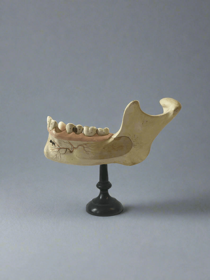 Vintage Anatomical Teaching Model Human Body - Teeth Jawbone - Room Four