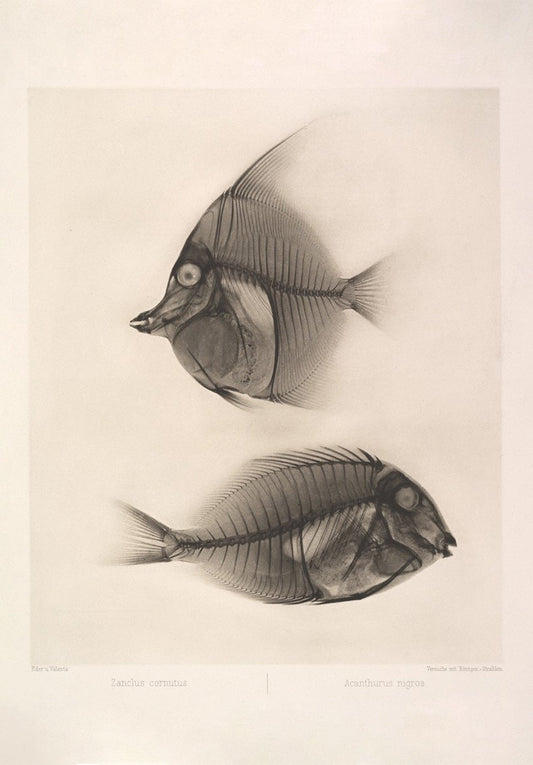 Vintage Reef Fish Sturgeon X - Ray Wall Art Print - Room Four