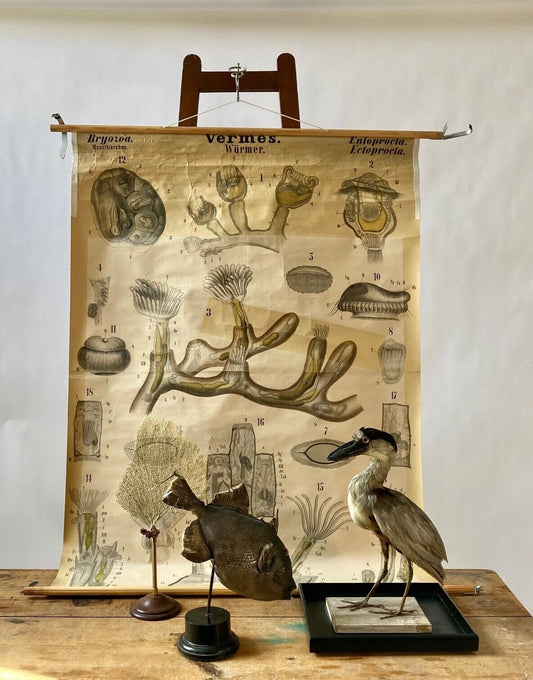 Vintage School Wall Chart : Marine Biology (i) - Room Four