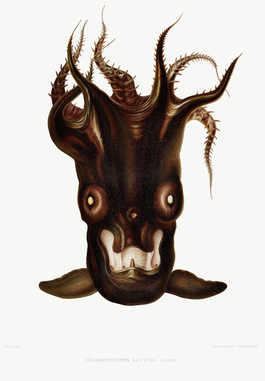 Vintage Wall Art Print Black Squid - Room Four