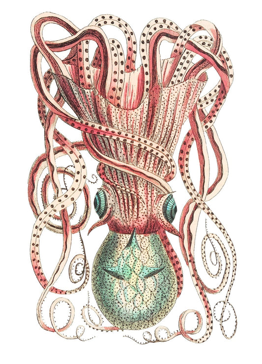 Vintage Wall Art Print The Octopus - Room Four