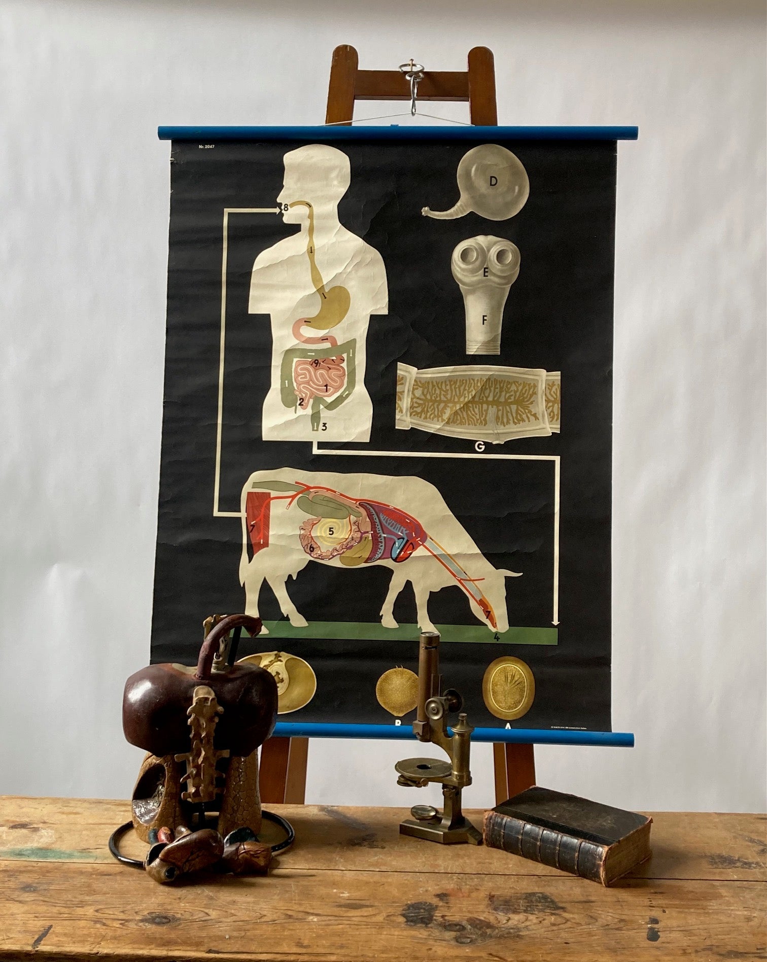 Vintage Wall Chart , Digestion Cycle - Room Four