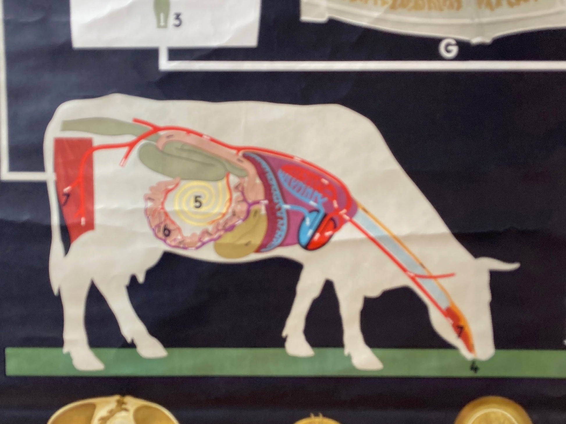 Vintage Wall Chart , Digestion Cycle - Room Four