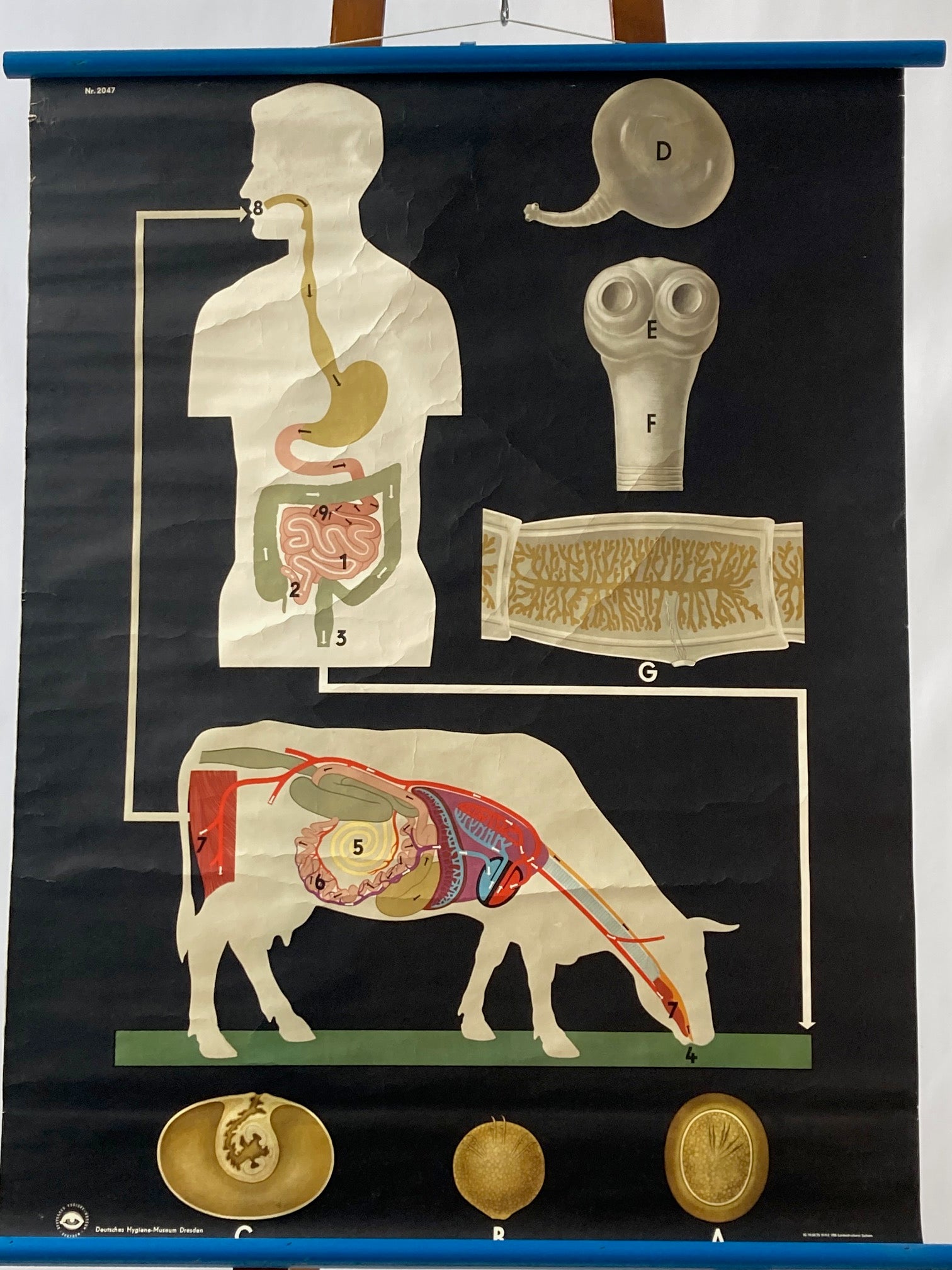 Vintage Wall Chart , Digestion Cycle - Room Four
