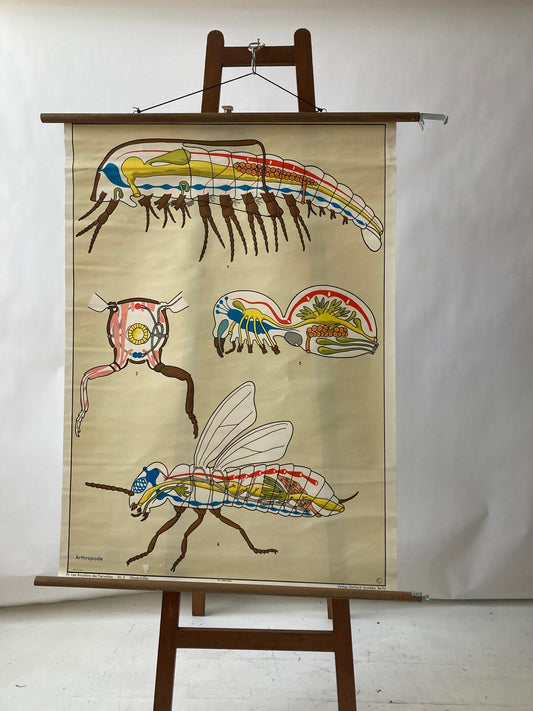 Vintage Wall Chart - Mosquito - Room Four