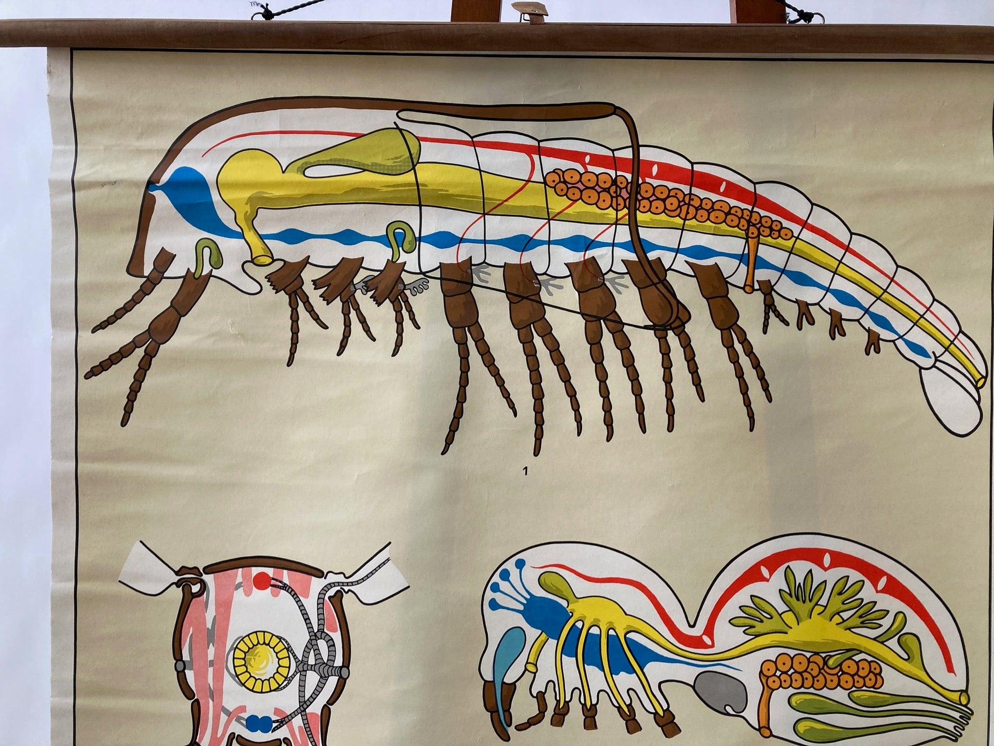 Vintage Wall Chart - Mosquito - Room Four