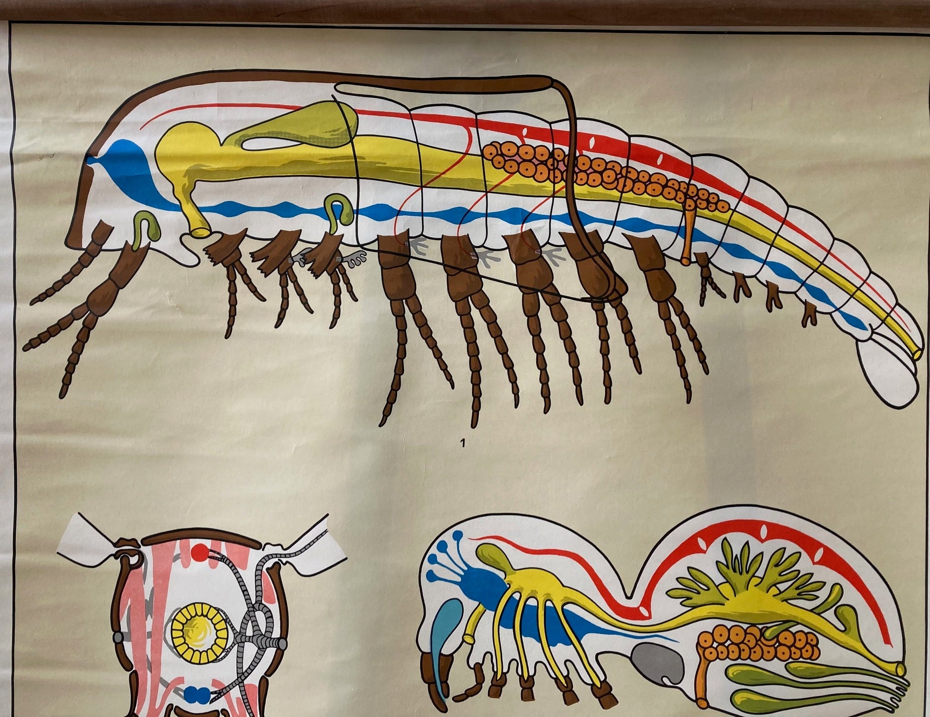 Vintage Wall Chart - Mosquito - Room Four