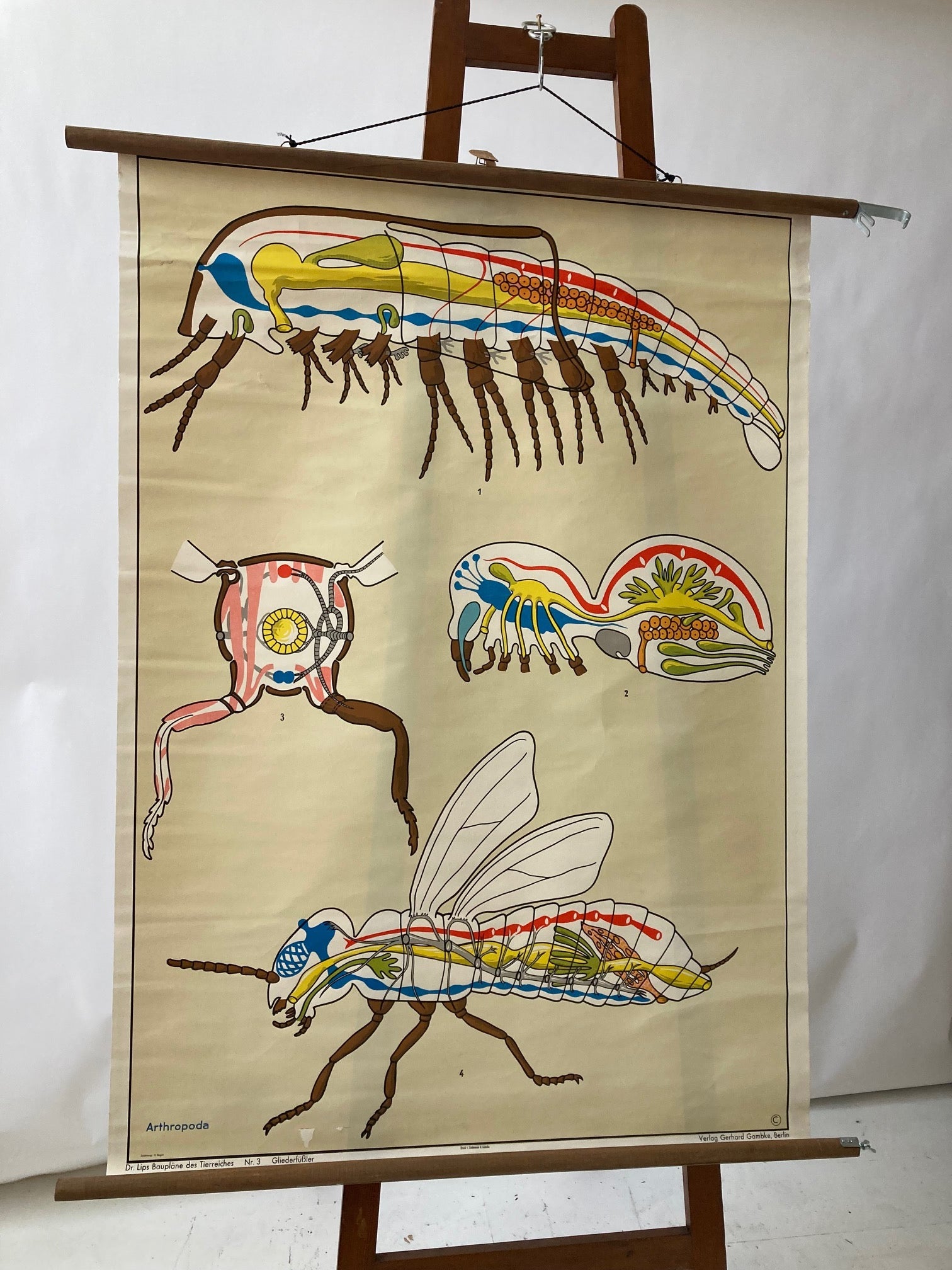 Vintage Wall Chart - Mosquito - Room Four