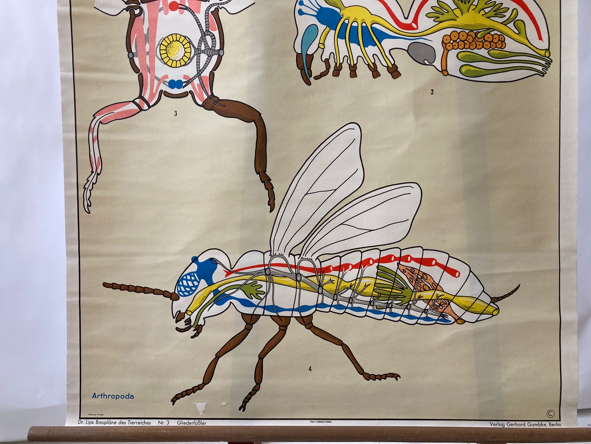 Vintage Wall Chart - Mosquito - Room Four