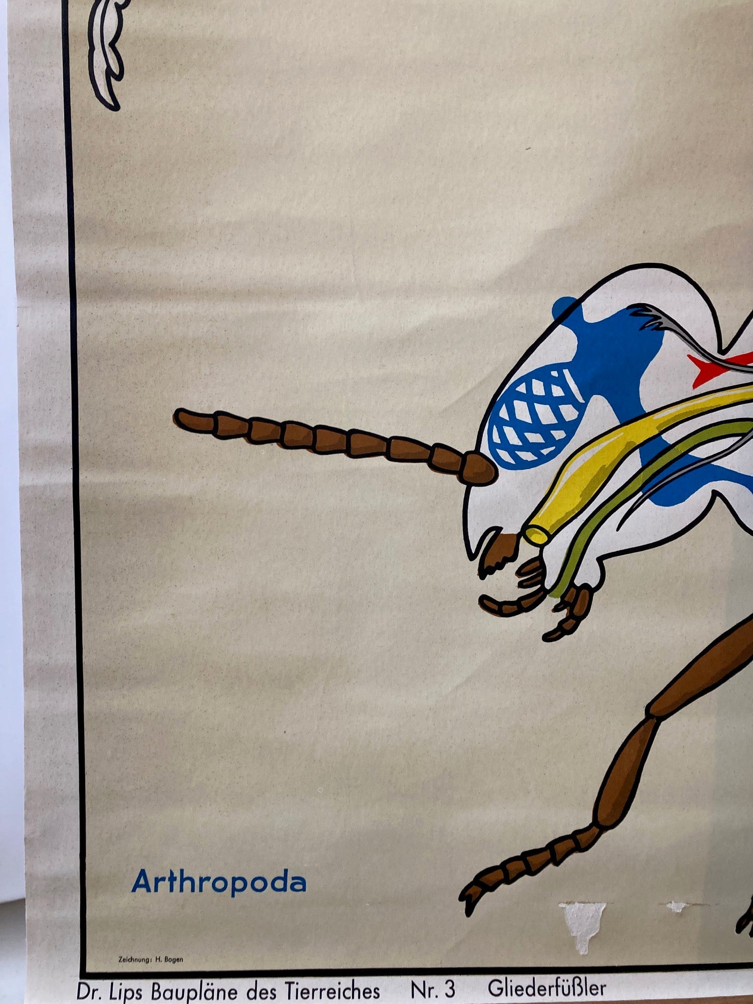 Vintage Wall Chart - Mosquito - Room Four