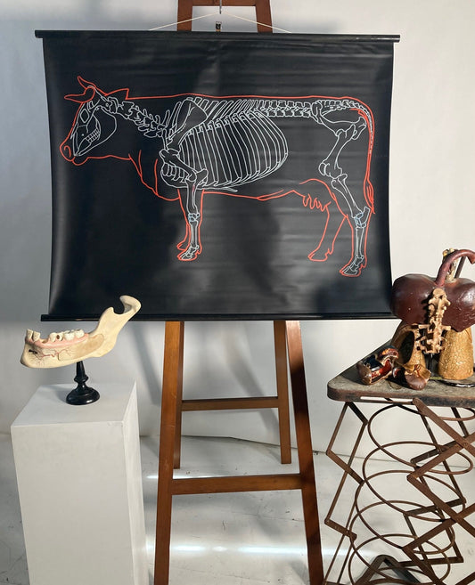 Vintage Wall Chart - The Cow - Room Four