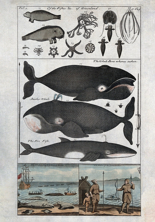 Vintage Whales & Sea Creatures Wall Art Print - Room Four