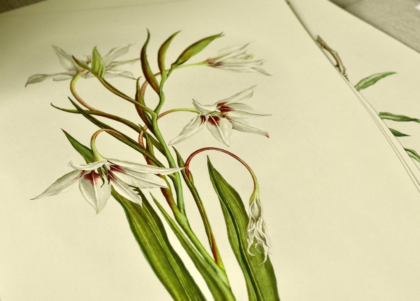 White Gladiolus Callianthus Botanical Print by Elizabeth Cameron Ltd Edition - Room Four