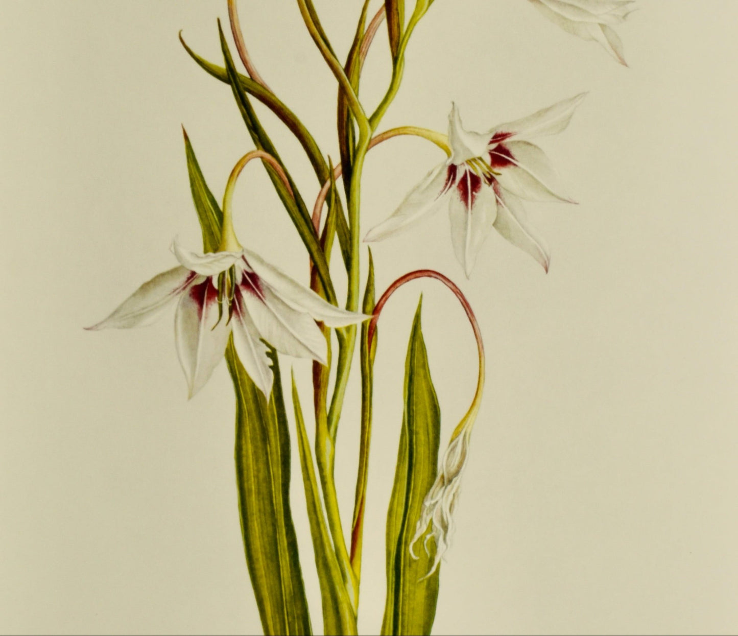 White Gladiolus Callianthus Botanical Print by Elizabeth Cameron Ltd Edition - Room Four