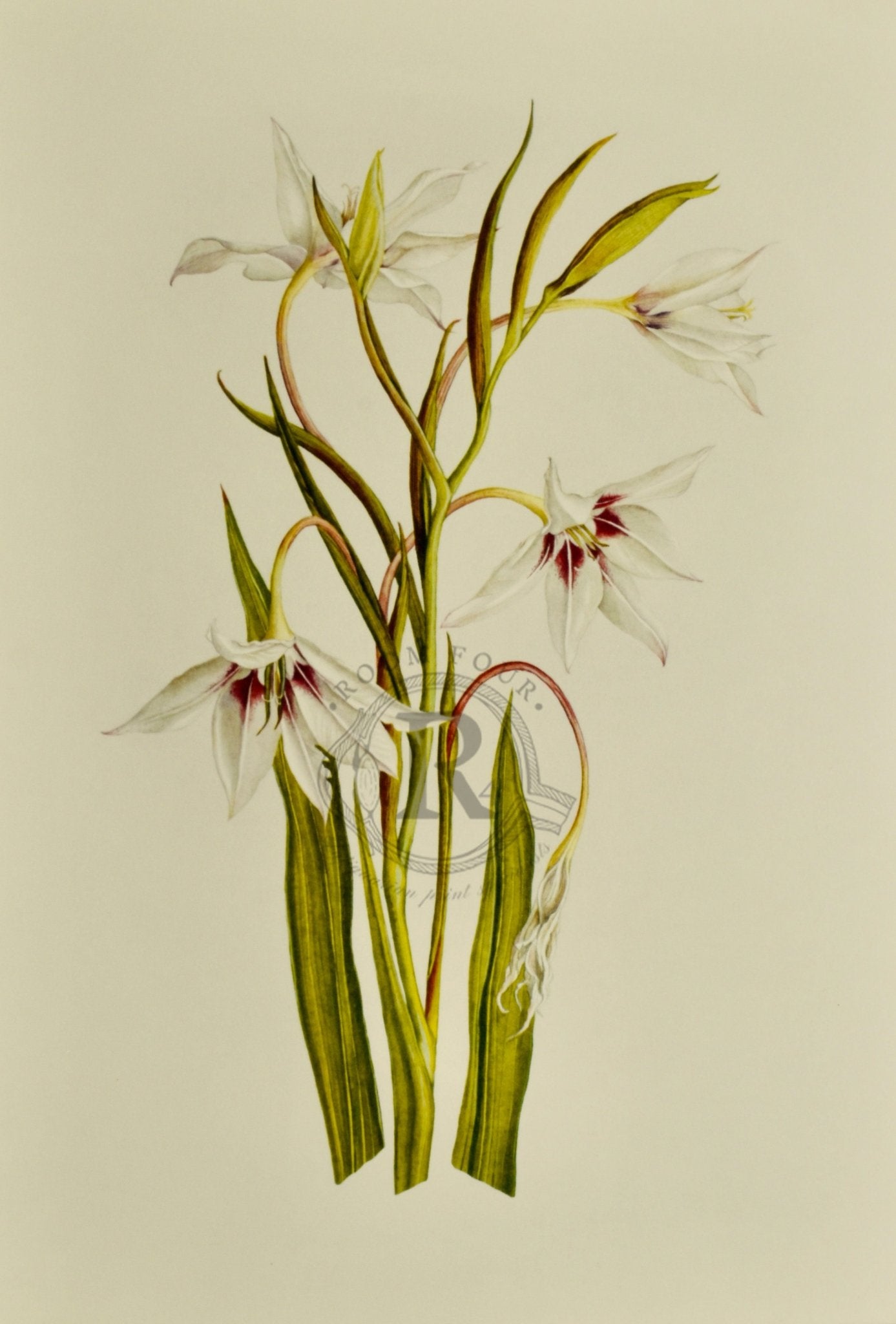 White Gladiolus – Limited Edition Botanical Print by Elizabeth Cameron - Room Four