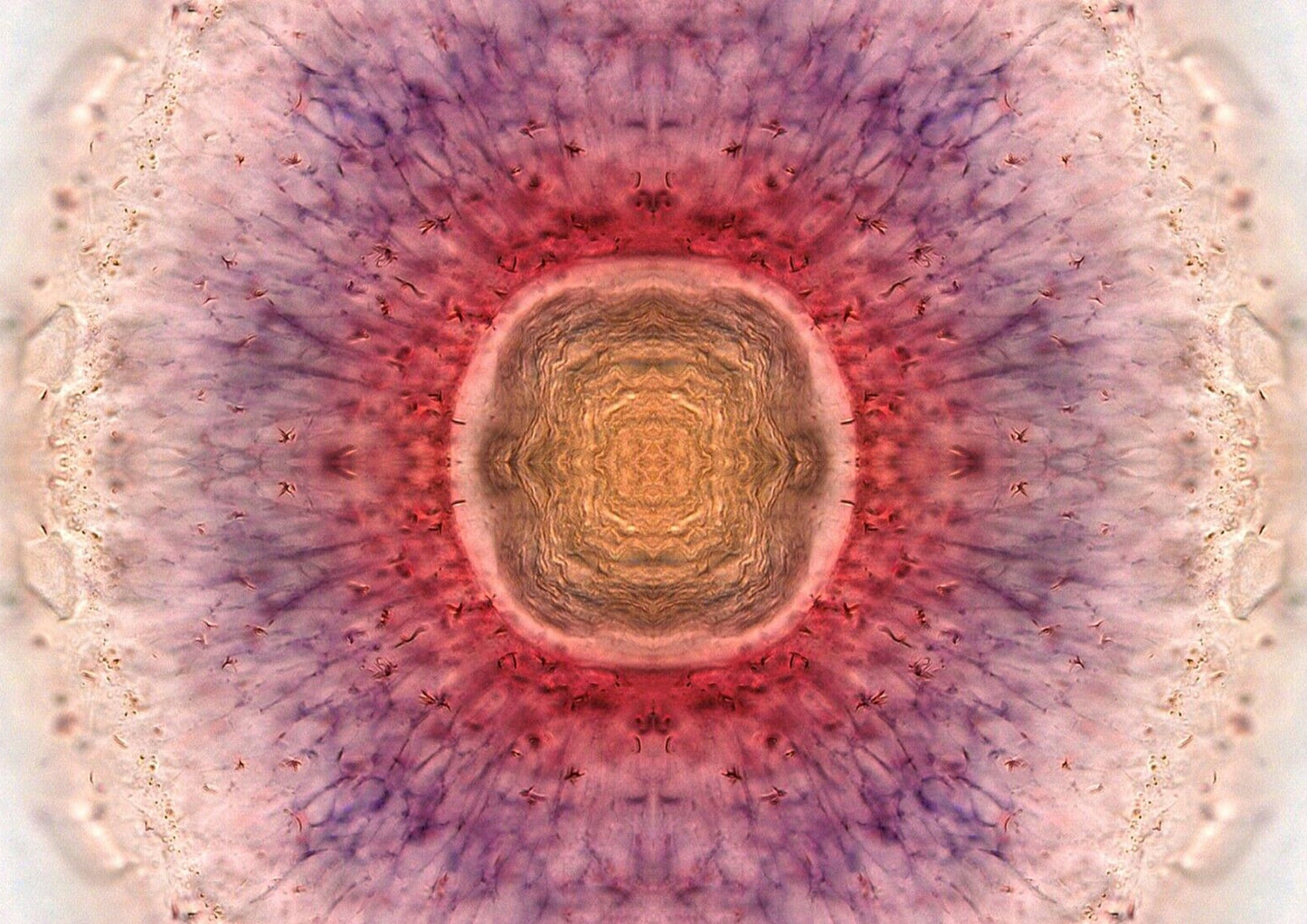 Zebrafish Eye At Sunrise Wall Art Print - Room Four