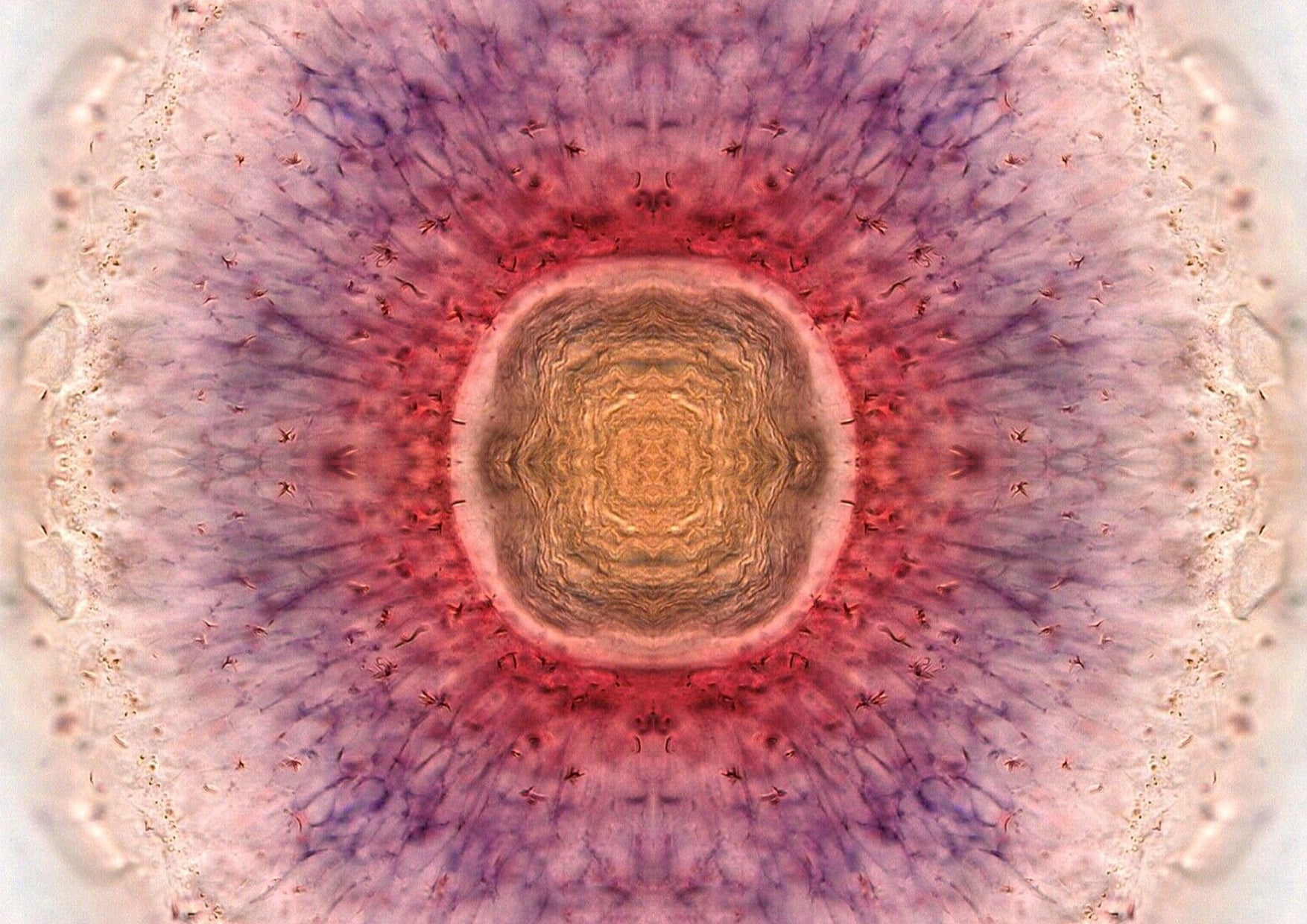 Zebrafish Eye At Sunrise Wall Art Print - Room Four