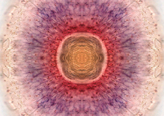 Zebrafish Eye At Sunrise Wall Art Print - Room Four