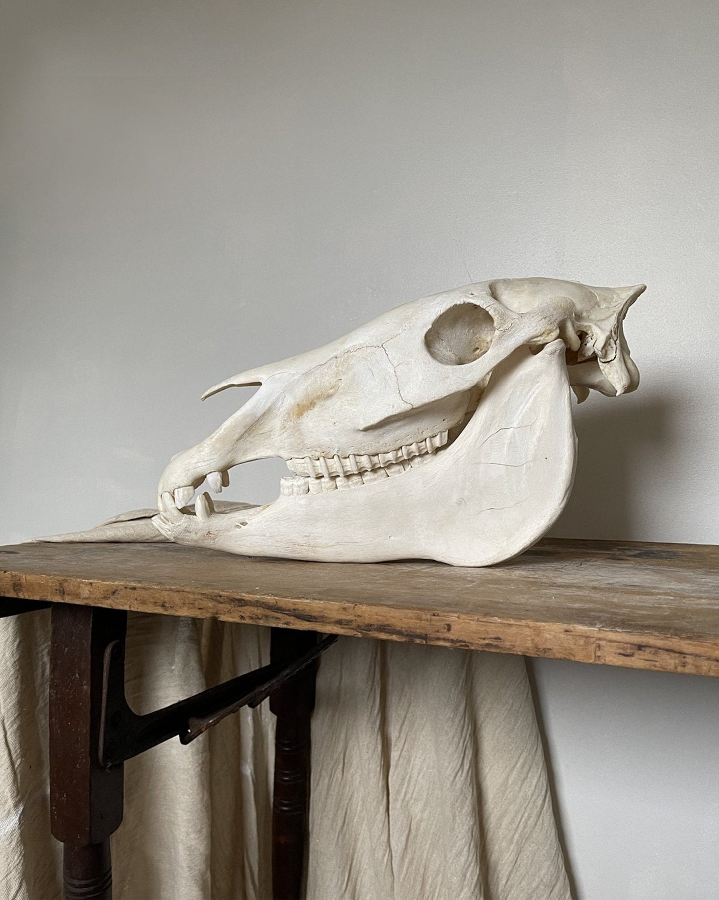 20th Century Zebra Skull - Room Four