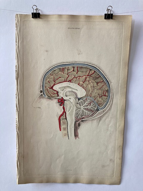 EARLY ANATOMY - PLATE LXVIII - ORIGINAL