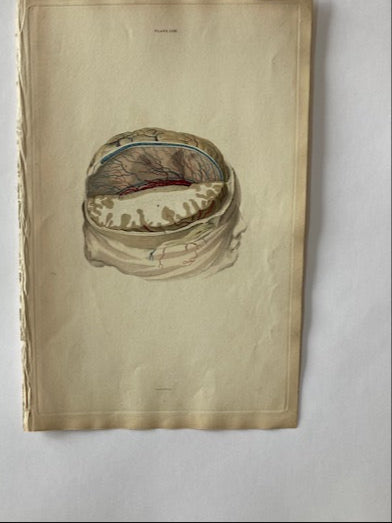 antique, anatomy, medical, print, brain