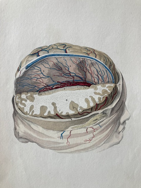 early anatomy - plate LVIII - ORIGINAL