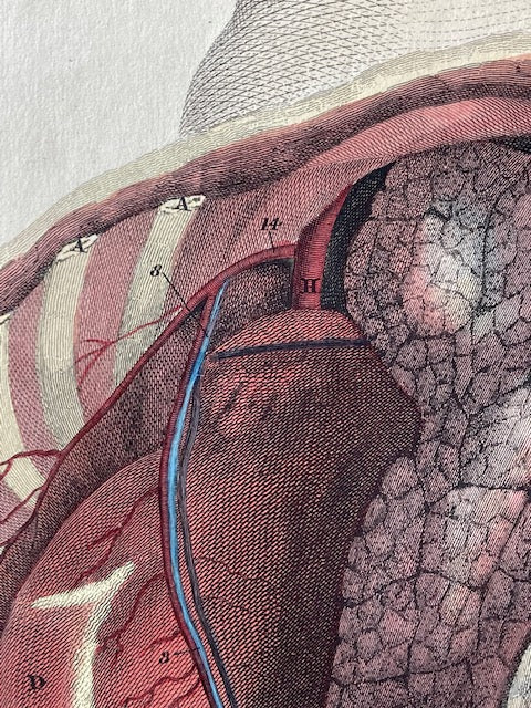 W. H. Lizars Anatomical Print — Giclee Reproduction