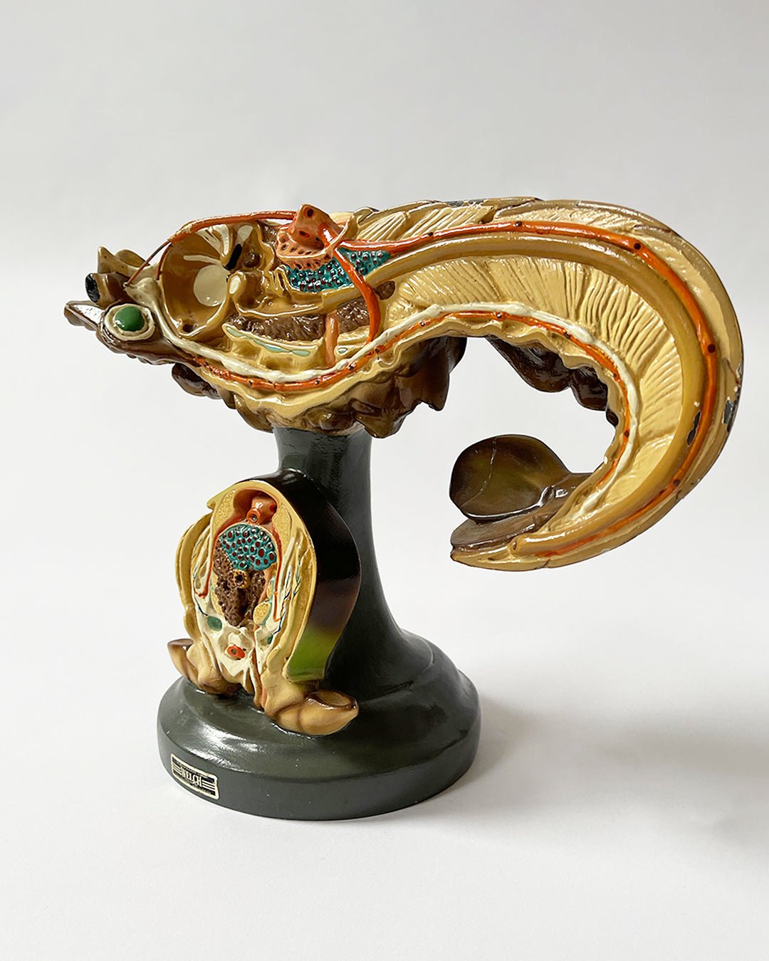 American Crayfish - ANATOMICAL MODEL - Room Four