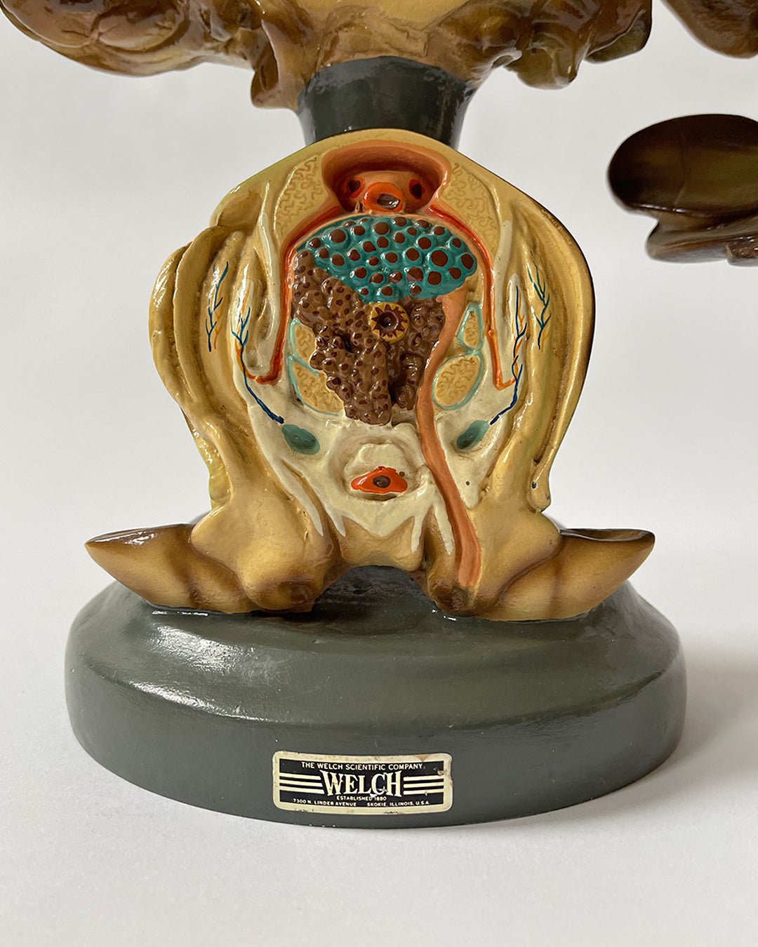 American Crayfish - ANATOMICAL MODEL - Room Four