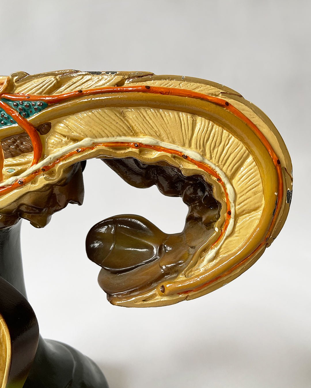 American Crayfish - ANATOMICAL MODEL - Room Four