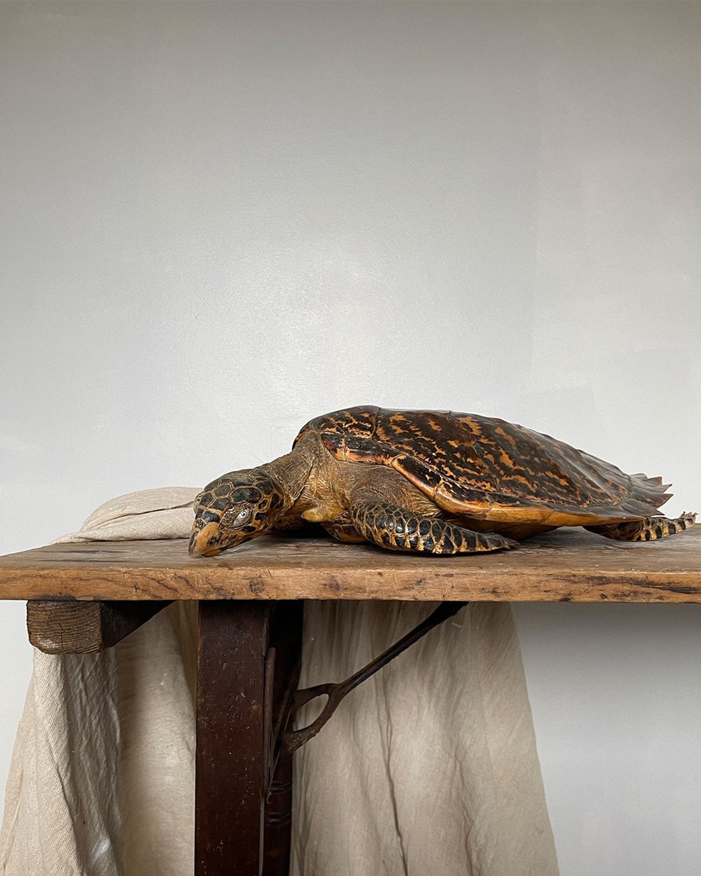 Antique Hawkbill Turtle - Room Four