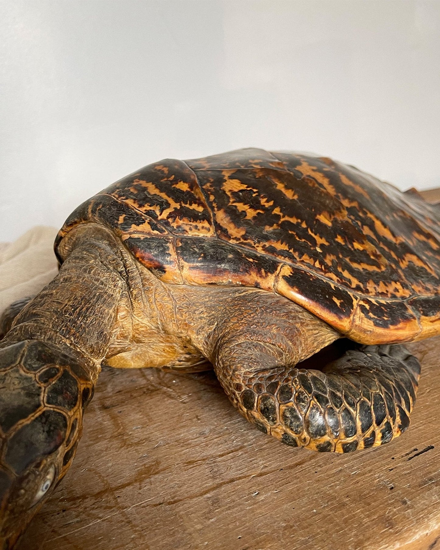 Antique Hawkbill Turtle - Room Four