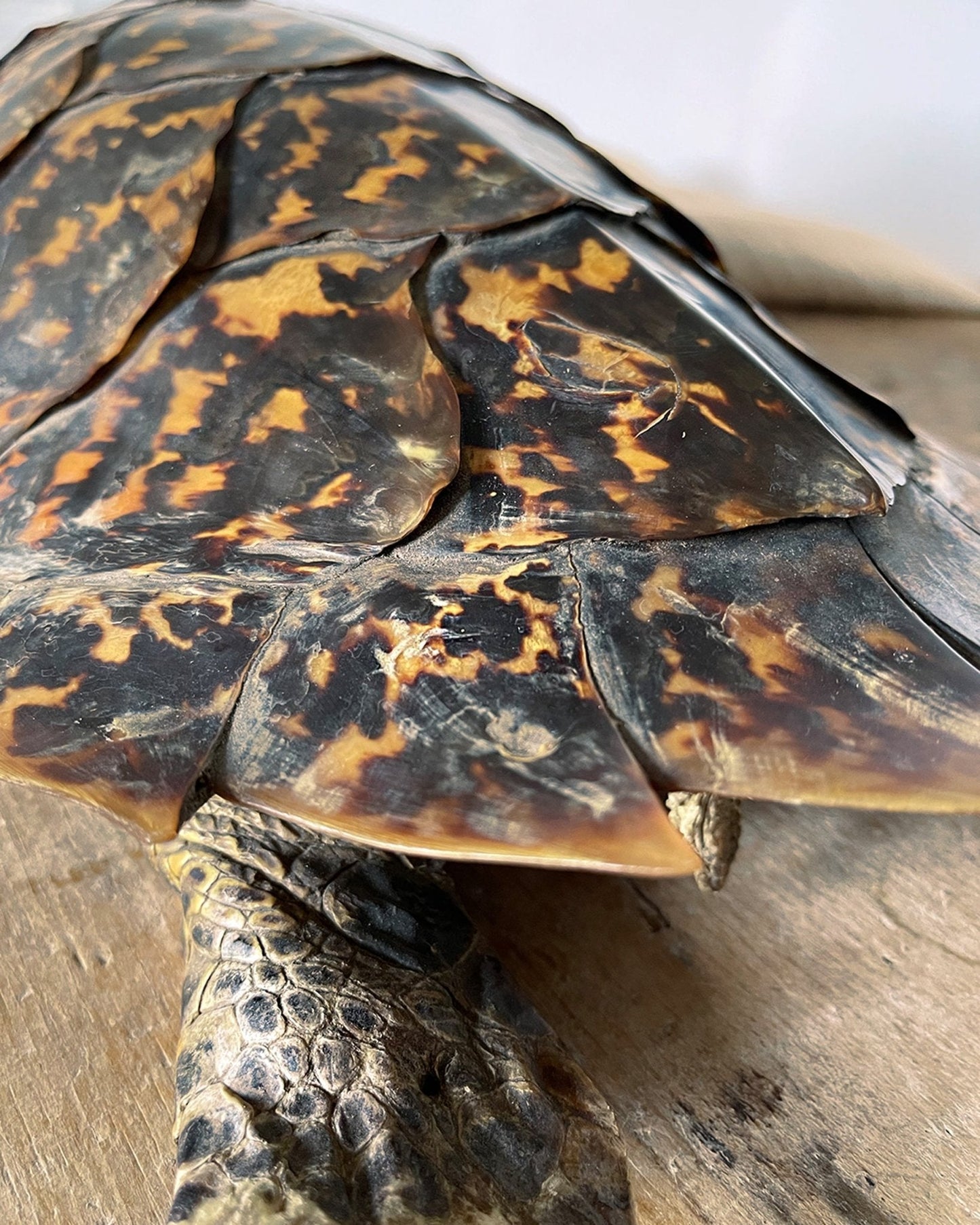 Antique Hawkbill Turtle - Room Four