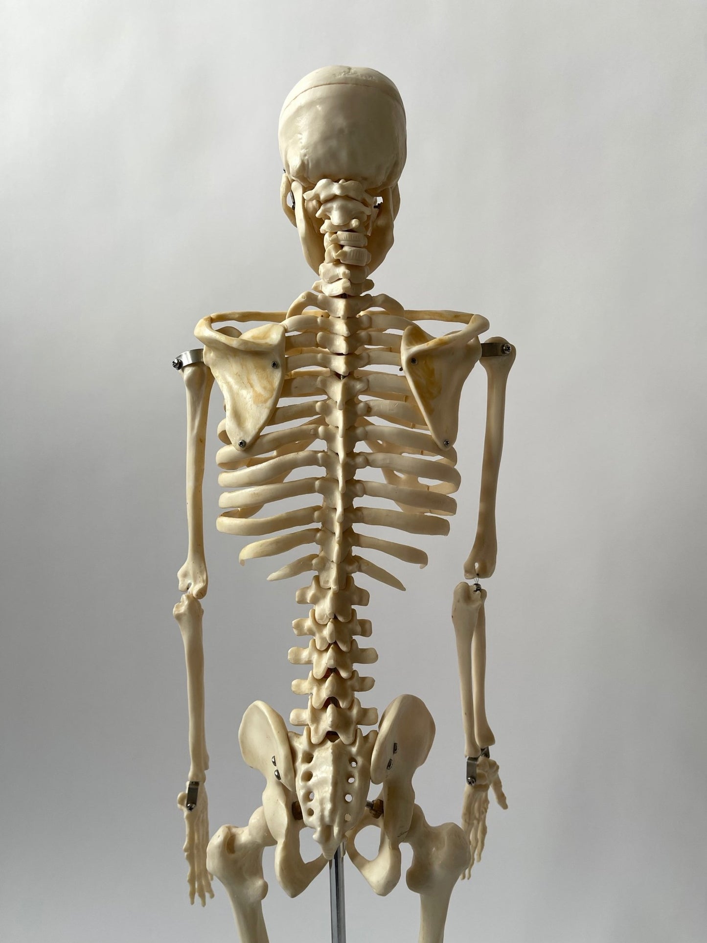 Articulated Skeleton - DESK TOP MODEL - Room Four