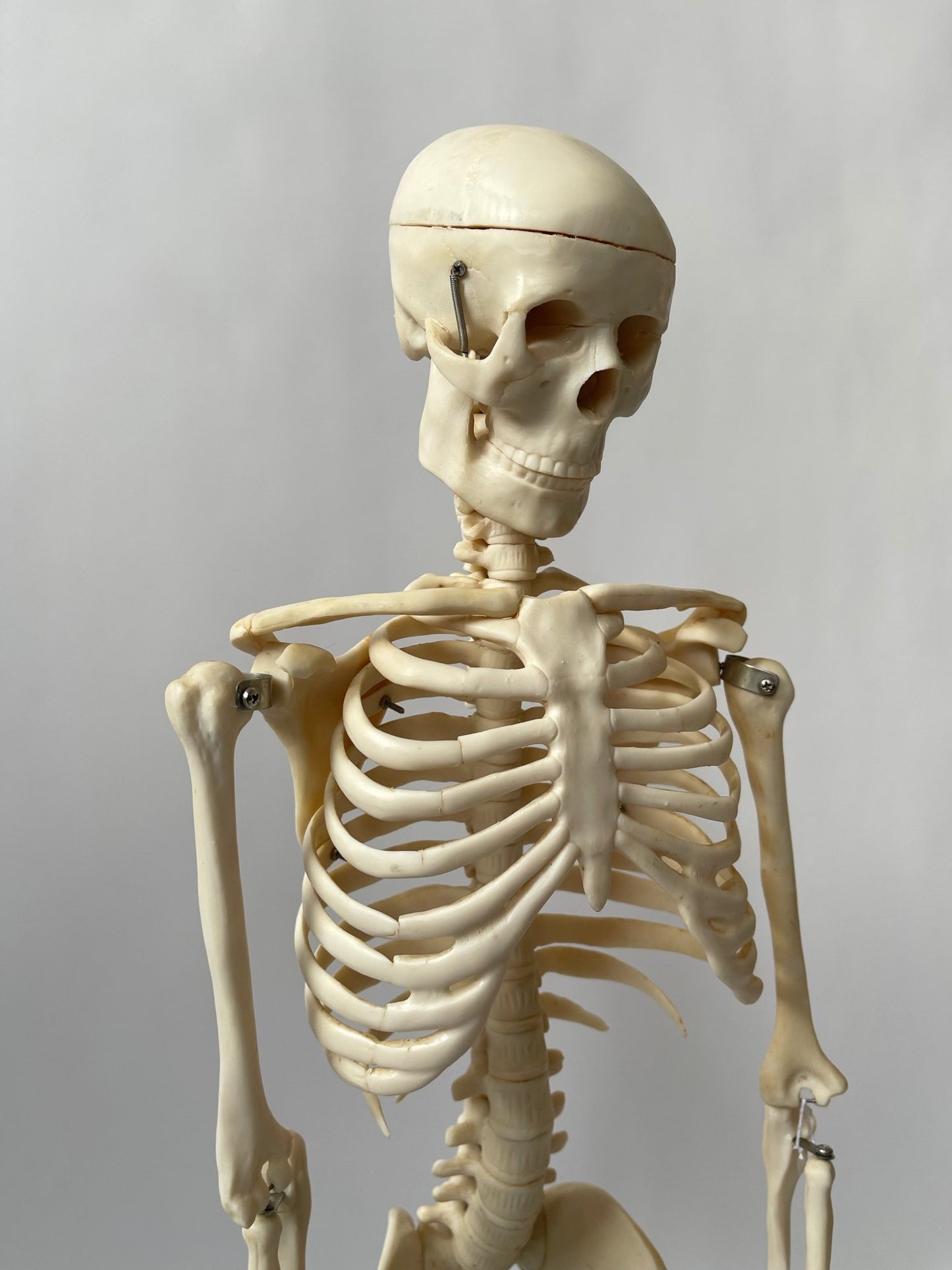 Articulated Skeleton - DESK TOP MODEL - Room Four