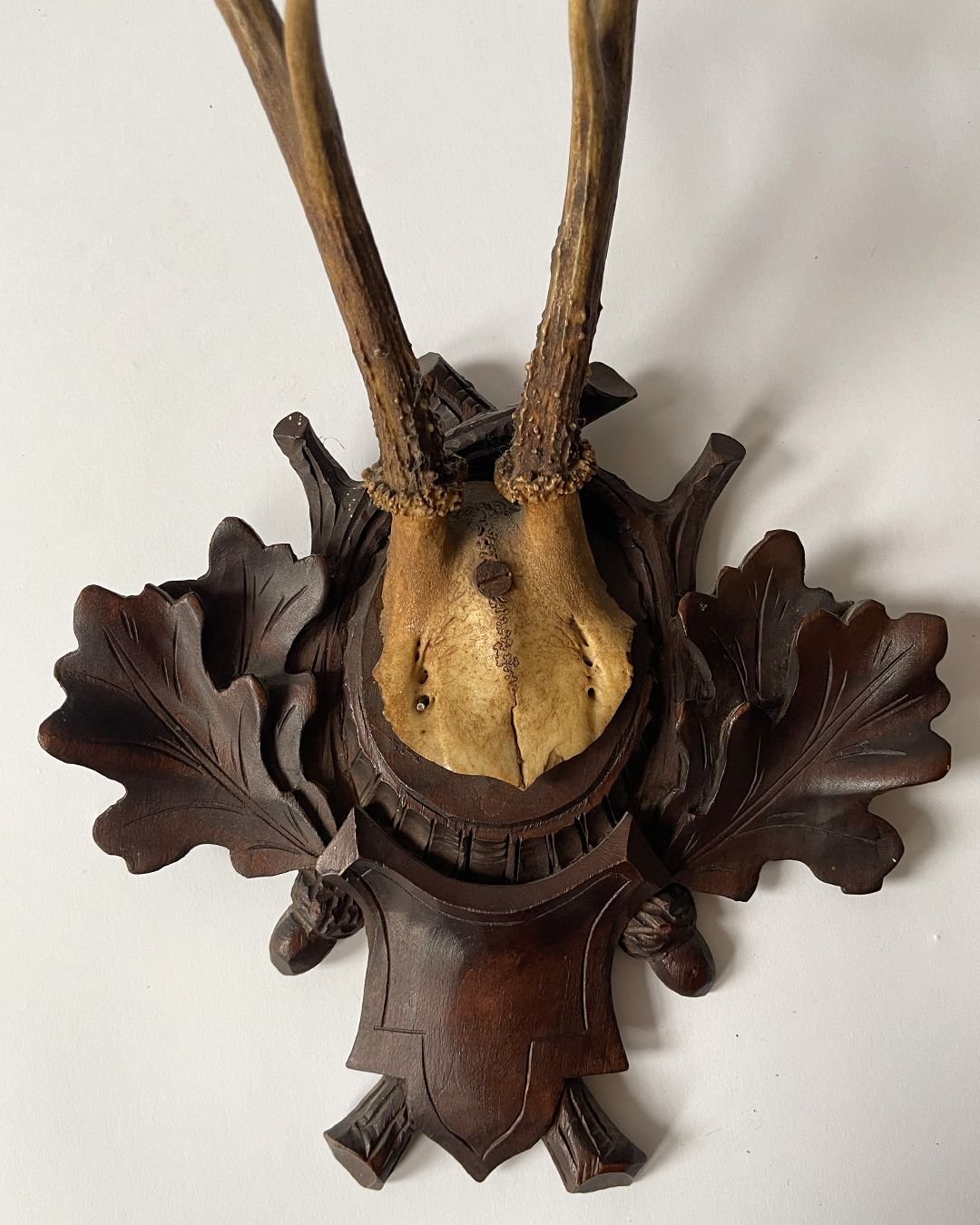 Back Forest (ii) Taxidermy Skull - Room Four