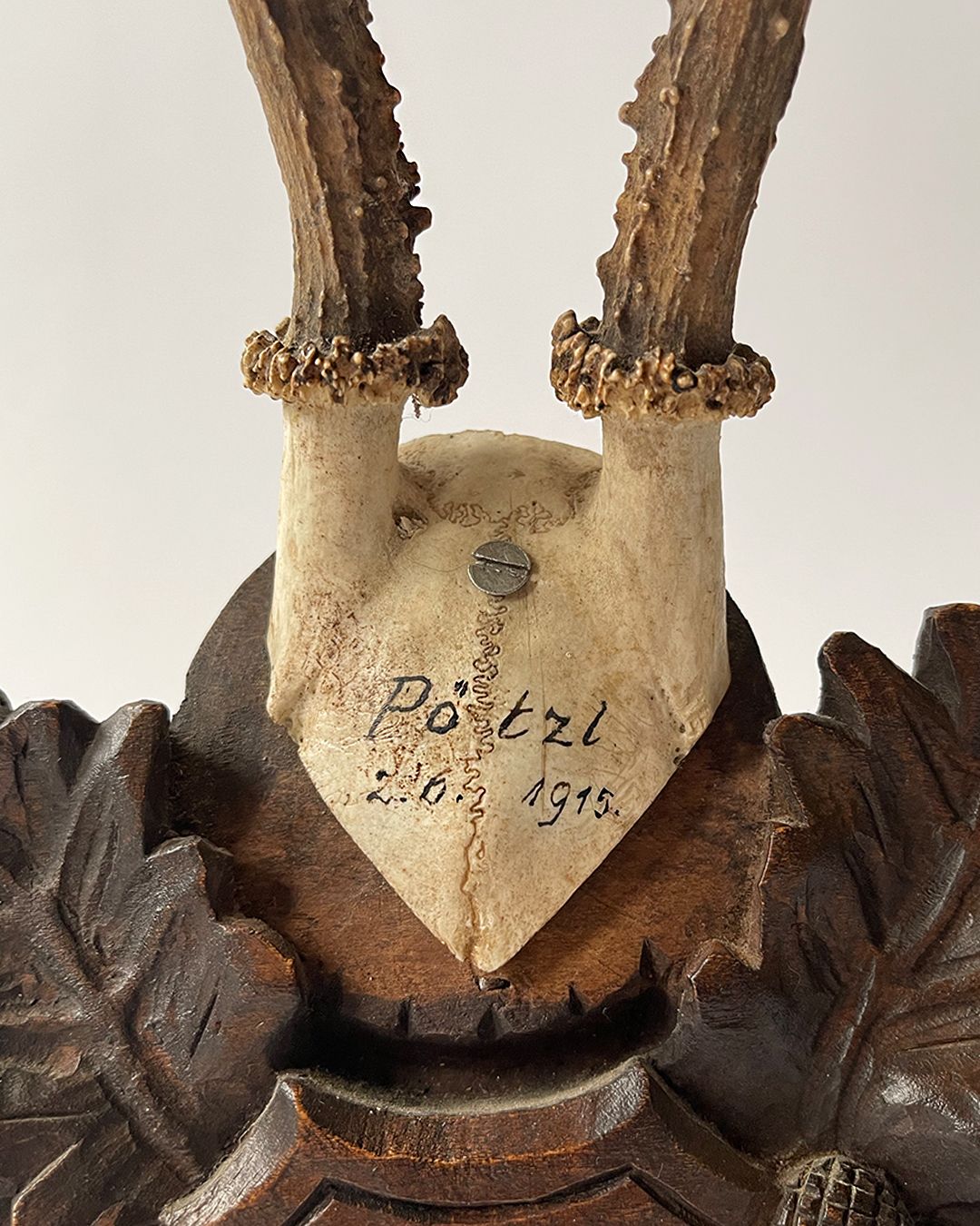 Black Forest Taxidermy Skull - Room Four