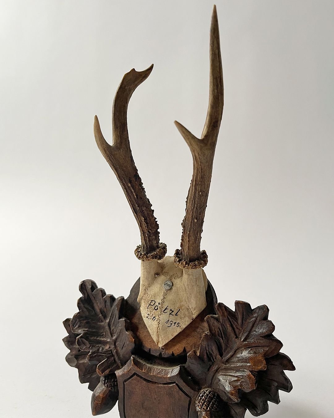 Black Forest Taxidermy Skull - Room Four