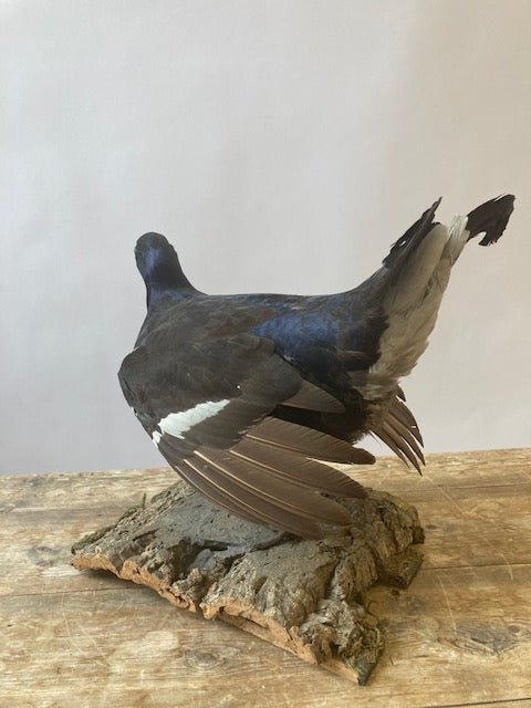 Black Grouse (Lyrurus Tetrix) - Room Four