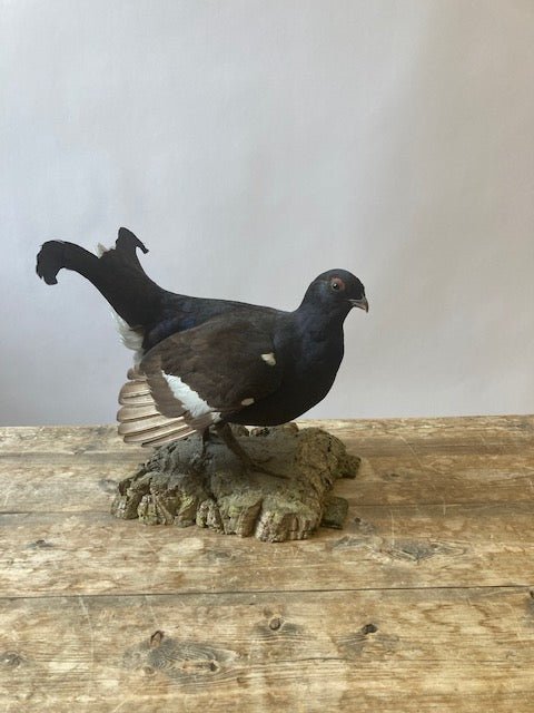 Black Grouse (Lyrurus Tetrix) - Room Four
