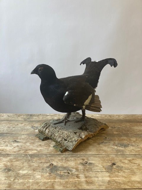 Black Grouse (Lyrurus Tetrix) - Room Four