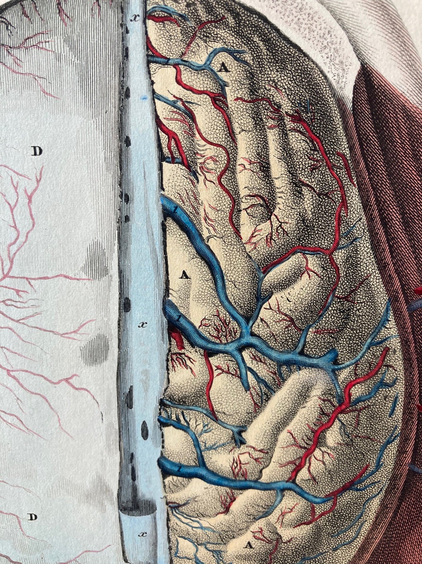 early anatomy - plate LVII - original - Room Four