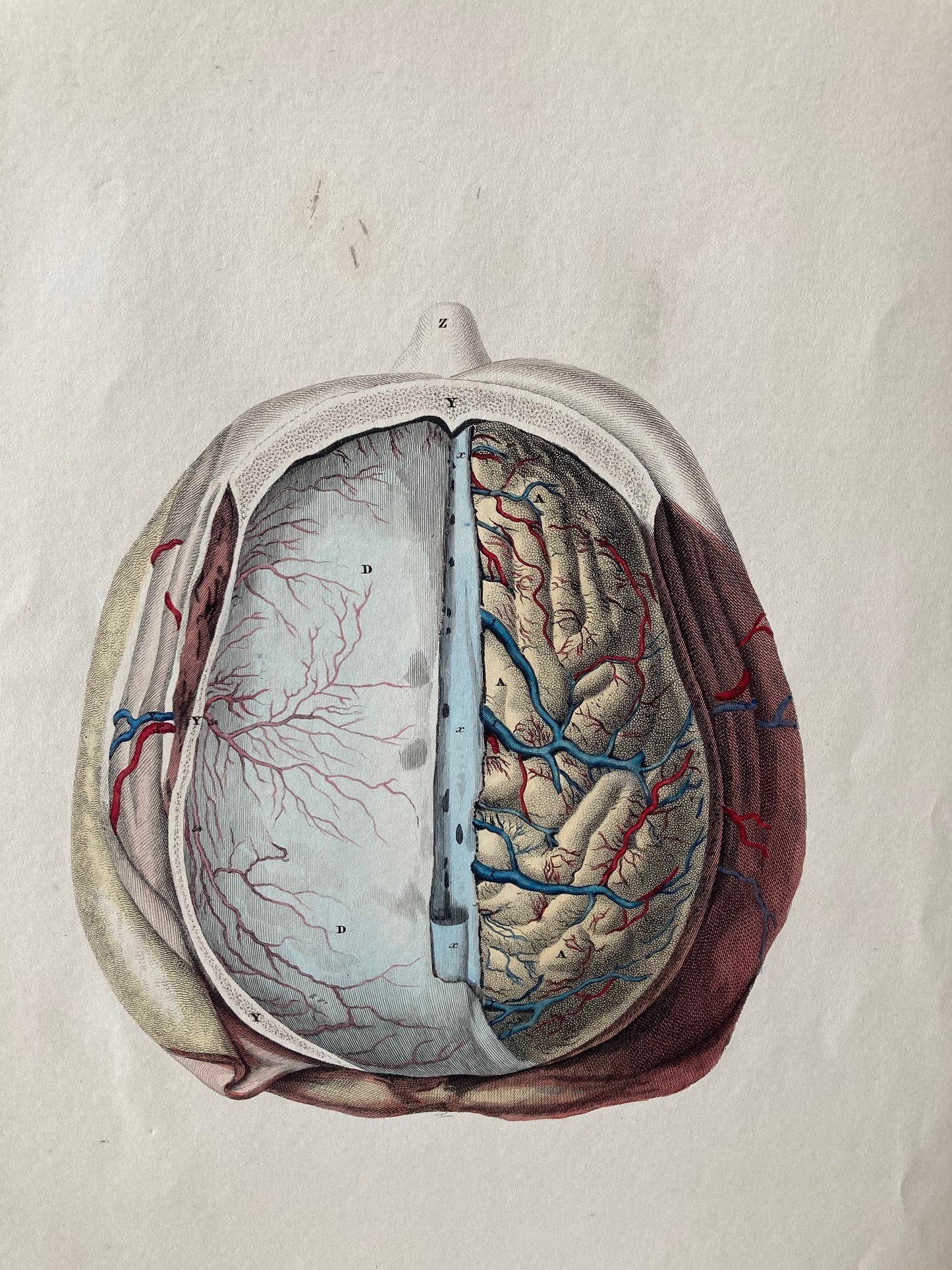 early anatomy - plate LVII - original - Room Four